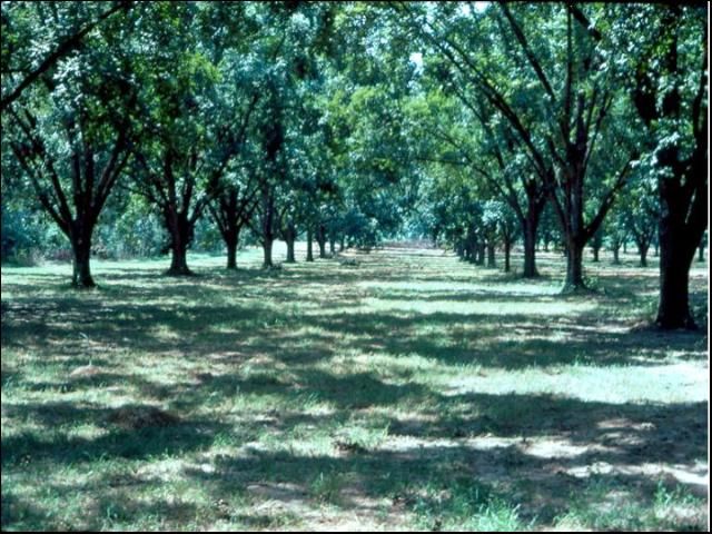 A mature pecan orchard that has become overcrowded.