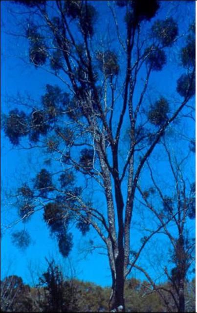 A mistletoe infestation on a mature pecan tree visible during the dormant season.