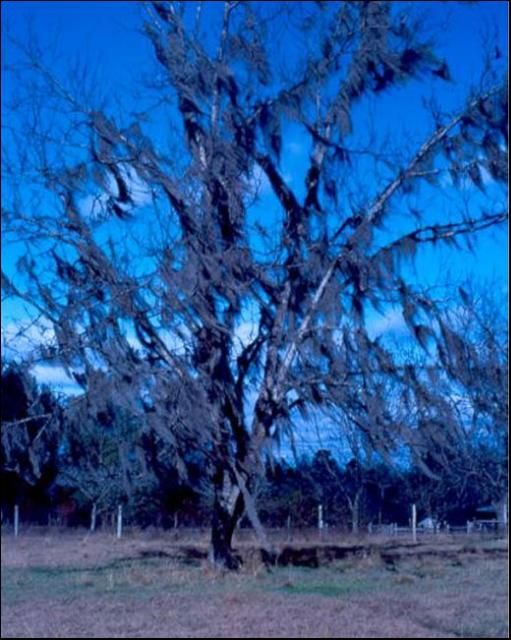 A pecan tree with a heavy infestation of Spanish moss during the dormant season.