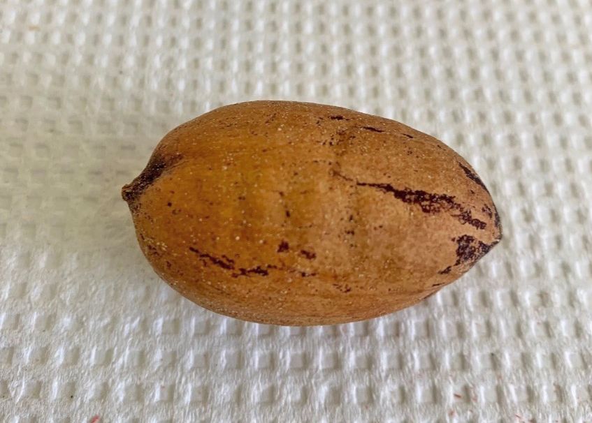 Just like its name, ‘Desirable’ is one of the best pecan varieties. It is one of the largest and best-looking pecans out of all the cultivars. The shell is relatively soft and well filled.