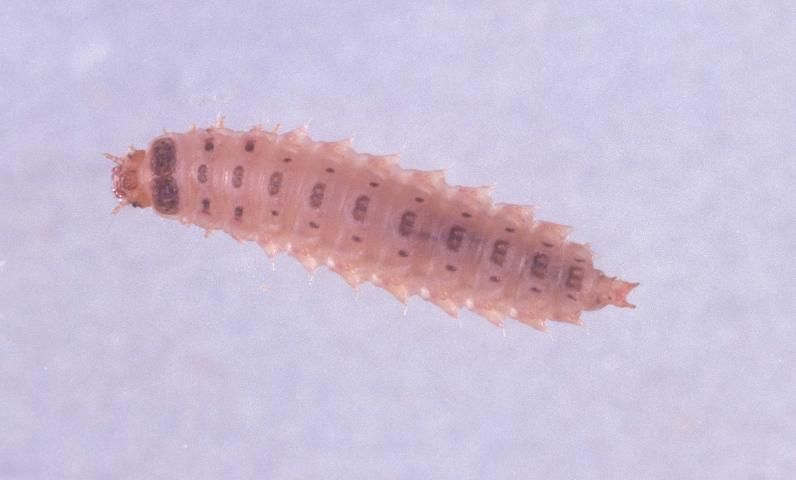 Figure 2. Sap beetle larva (Lobiopa insularis).