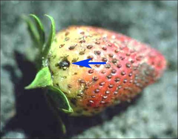 Figure 1. Strawberry fruits infested with a sap beetle adult.