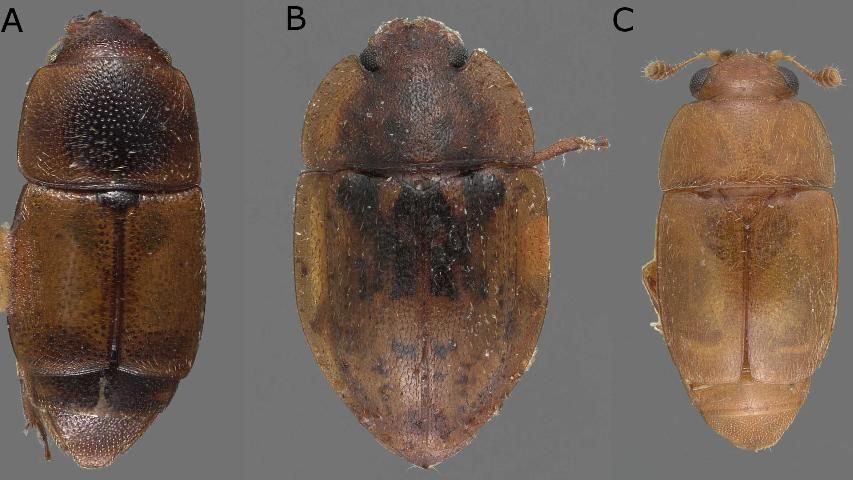 Figure 3. Adults of the three most common sap beetle species in Florida strawberry. (A) Carpophilus fumatus (B) Lobiopa insularis (0.25 in) (C) Epuraea luteola (0.1 in). Note exposed abdominal segments in (A) and (C) and distinctly clubbed antennae in (C).