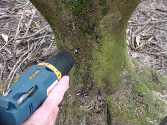 Figure 3. Drilling hole into tree trunk above bud union.