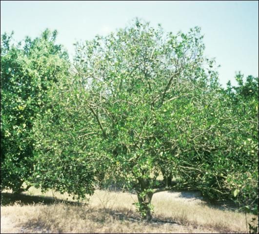 Figure 1. Tree declining due to citrus blight.