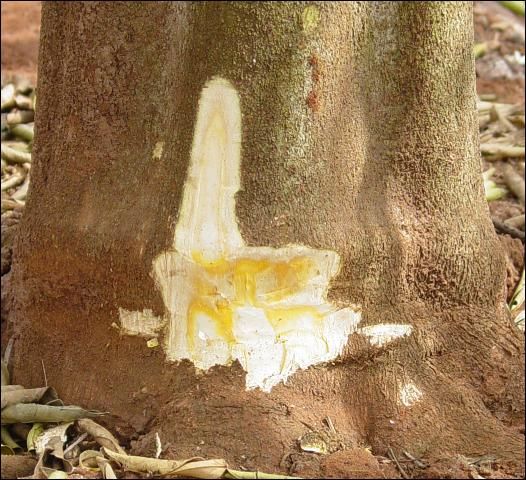 Figure 2. Yellow stain in the bark.