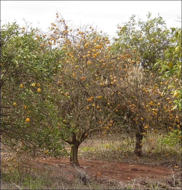 Figure 1. Trees with citrus sudden death, like these, decline rapidly within weeks of initial visual symptoms.