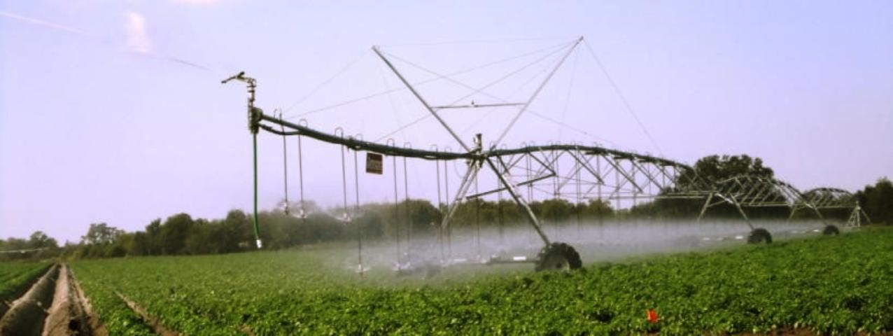 Figure 2. Overhead irrigation through center pivot for potato production in southwest Florida.