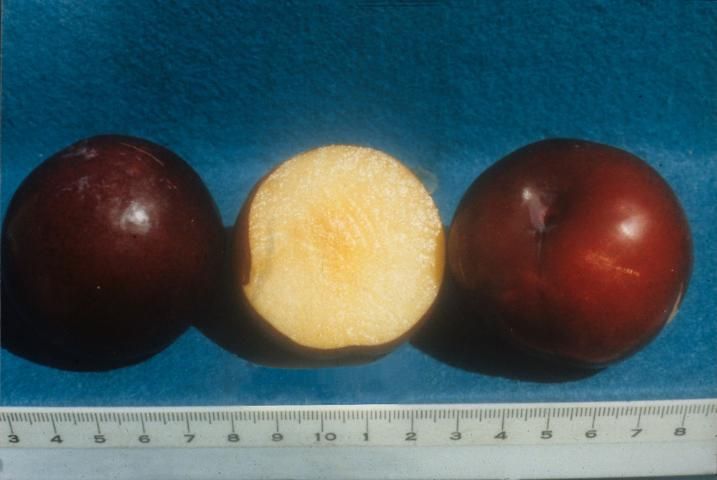 Figure 6. 'Gulfblaze' fruit showing flesh color. Scale in centimeters.