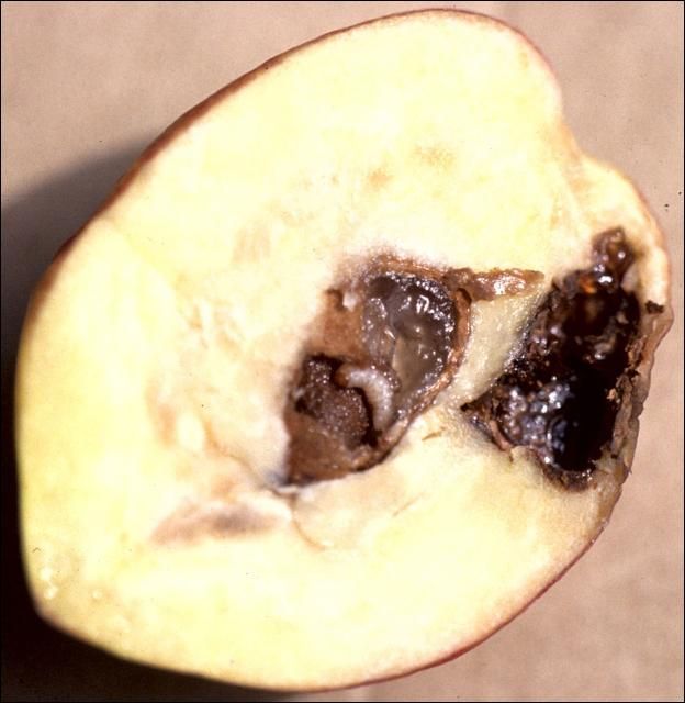 Figure 15. Curculio larvae eating the embryo. Rotting at the point of entry, with gummosis.