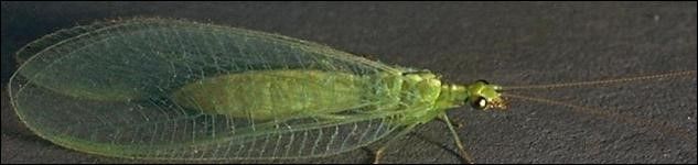 Figure 7. Green lacewing adult. Typically, the adult is green with net-like delicate wings.