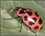 Figure 6. The pink spotted lady beetle.