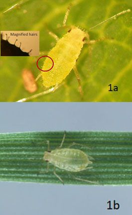 Figure 1. The strawberry aphid is typically pale green to yellowish in color. Both adults and nymphs are covered with knobbed hairs that are visible with a hand lens (20X; A); these hairs are not found on any of the other aphid species infesting strawberry, such as the green peach aphid (B).