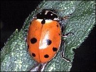 Figure 5. Ladybird beetle (Hippodamia spp.) adult.