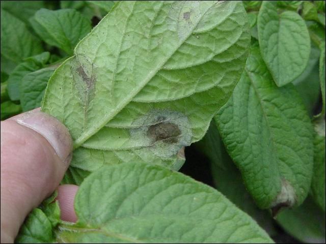 Figure 2. Potato late blight caused by Phytophthora infestans.