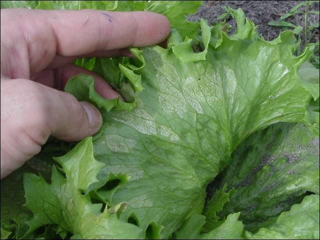 Figure 1. Downy mildew on lettuce