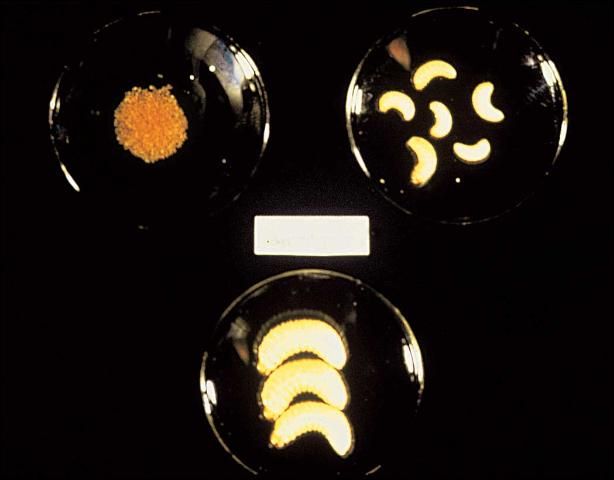 Figure 8. Root weevil larvae (neonate larvae in upper left).