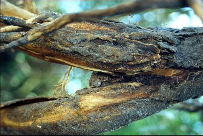 Figure 5. Root damaged by Phytophthora infection.