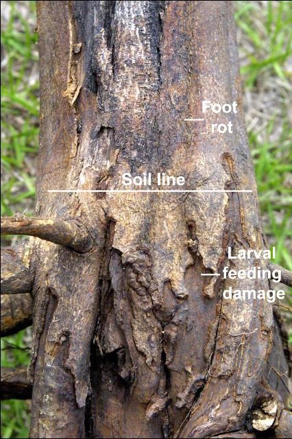 Figure 1. Foot rot (upper portion) and weevil damage (lower portion) tree trunk.