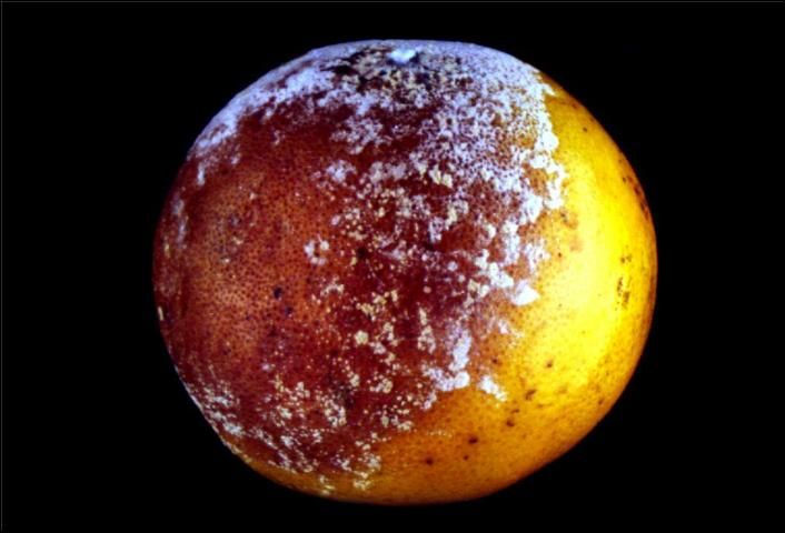 Figure 4. Brown rot on fruit.