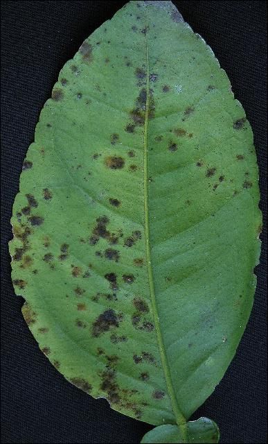 Figure 1. Greasy spot on a leaf.