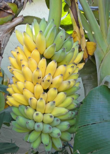 Racimo de banana tipo Apple que pende de una planta de banano, algunos frutos todavía están verdes, otros se muestran amarillos o maduros.