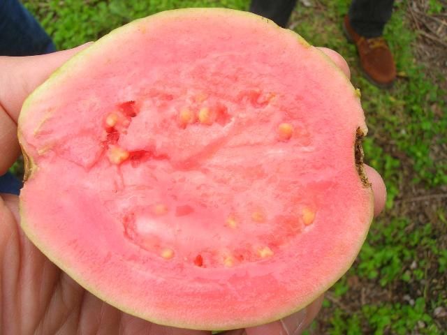 Mano que sostiene una guayaba madura cortada por la mitad transversalmente, se aprecia la pulpa rosada y las semillas.