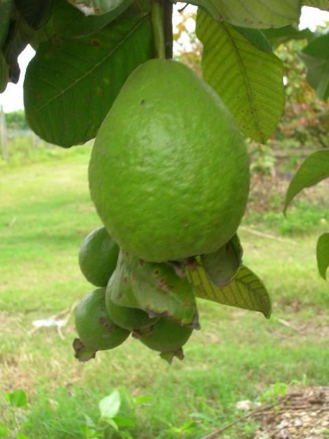 Guayaba verde entera que cuelga de la rama del árbol.