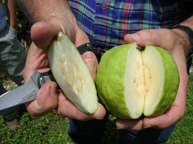 Dos manos sostienen una guayaba verde de gran tamaño a la cual se le ha cortado una tajada y deja ver la pulpa blanca y las semillas.