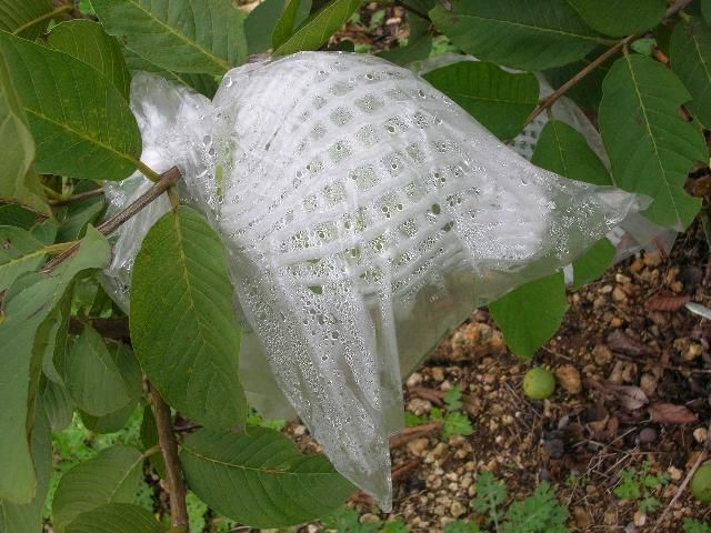 Guayaba en el árbol cubierta por una especie de malla y una bolsa plástica para protegerla de la infestación de la fruta.