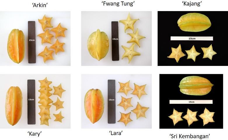 Serie de seis imágenes de los frutos de distintos cultivares de carambola. Muestras de la fruta entera y también picada en rebanada mostrando la silueta en forma de estrella que resulta de los cortes transversales.