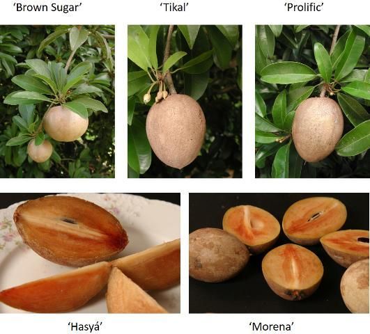 Cinco imágenes de distintos cultivares de níspero o sapodilla. En las tres primeras los frutos penden de las ramas, en las otras dos están cortadas por la mitad mostrando la pulpa y las semillas.