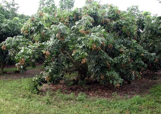 Imagen de un árbol de longan Kohala con frutos, las ramas dan al suelo cargadas de frutos.