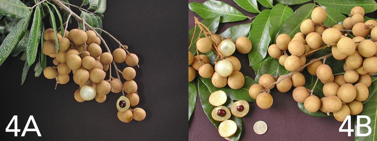 Dos imágenes de racimos de longan al final de una rama. Los frutos son de color parduzco, algunos están cortados transversalmente, se ve la pulpa y las semillas de las frutas.
