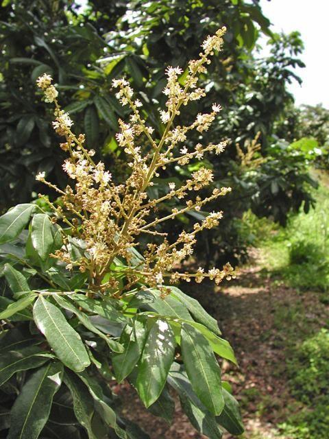 Racimo de flores de longan en la punta de una rama, algunas están abiertas y otras cerradas.