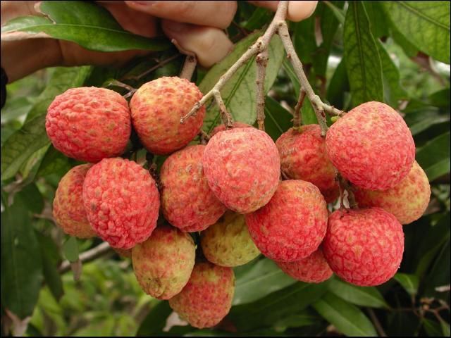Frutas del cultivar de lichi llamado 'Ohia' colgando de una rama.