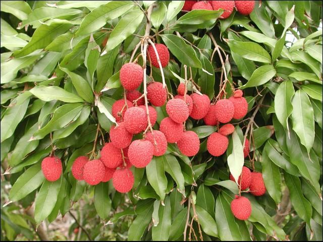 Fruta del lichi culltivar 'Brewster' en plena producción.