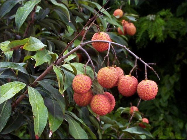 Frutas de lichi del cultivar Bosworth en la punta de una rama.