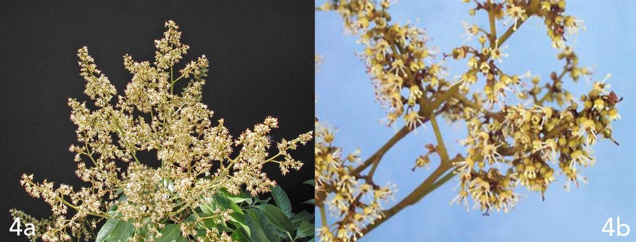 Imágenes de racimos de flores de lichi totalmente abiertas.