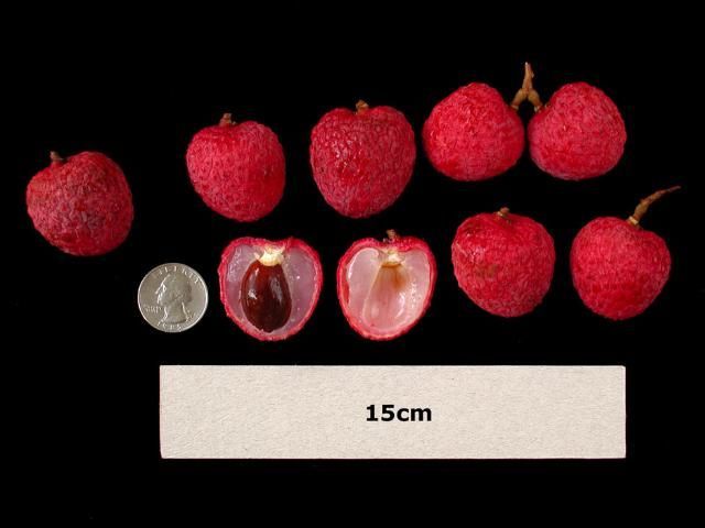 Frutas del cultivar de lichi llamado 'Bengal' sobre un fondo negro. Algunas frutas están cortadas por la mitad dejando ver la pulpa y las semillas.