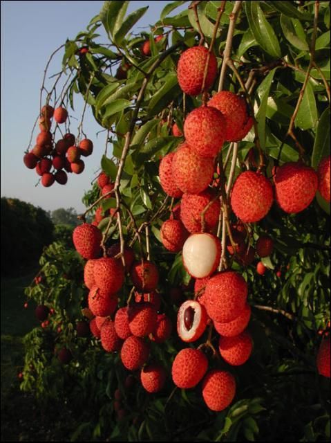 Frutas del cultivar de lichi llamado 'Mauritius' sobre un fondo negro. Algunas frutas están cortadas por la mitad dejando ver la pulpa y las semillas.