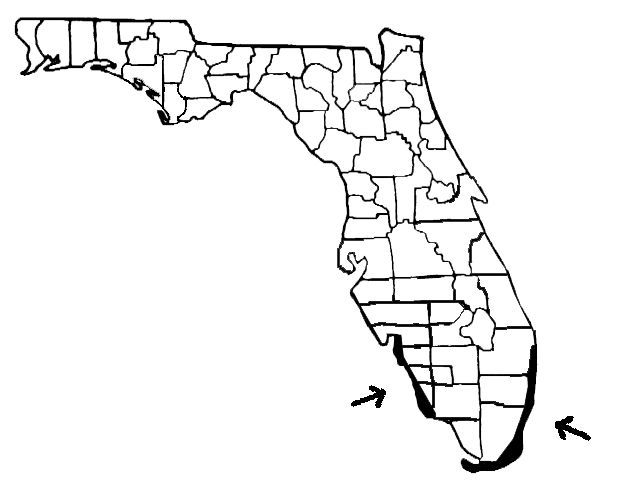 Mapa de Florida con áreas oscuras a lo largo de la costa y flechas que indican dónde se puede cultivar lichi.