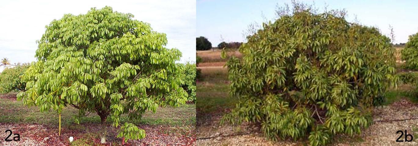 Dos imágenes juntas, la de la izquierda es un árbol de lichi, la segunda es un árbol de lichi florecido.