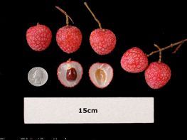 Frutas del cultivar de lichi llamado 'Gee Kee' sobre un fondo negro. Algunas frutas están cortadas por la mitad dejando ver la pulpa y las semillas.