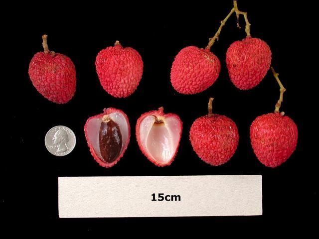 Frutas del lichi del cultivar Bengal sobre una superficie negra. Las frutas son de rojo intenso y algunas muestran la pulpa y las semillas. La imagen contiene una moneda de 5 centavos como tamaño referencial.