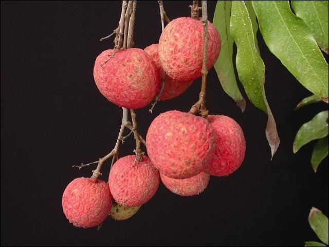 Frutas del cultivar de lichi llamado 'Kaimana' sobre un fondo negro.