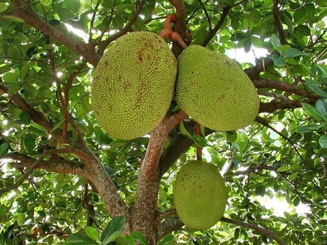 Rama de un árbol de jaca con tres frutos colgando. La fruta es ovalada y verde.