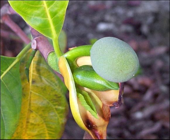 Una estructura redonda al final de una rama rodeada de pétalos de color amarillo.