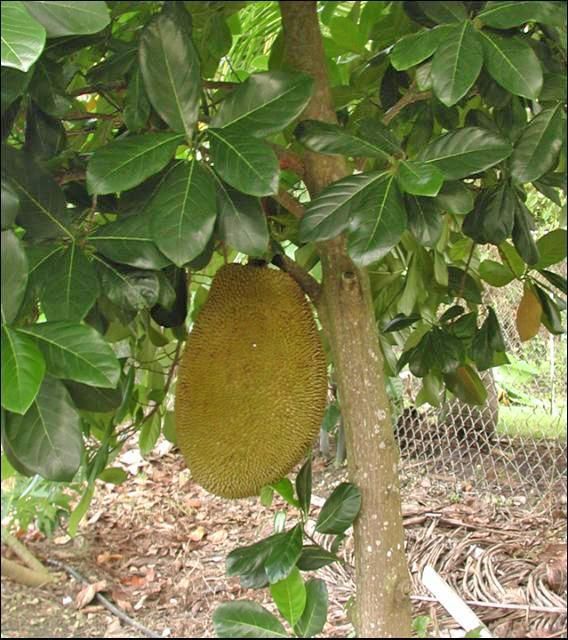 Fruta de jaca colgando de una rama llena de hojas verde oscuro brillante. Se visualiza el tronco.
