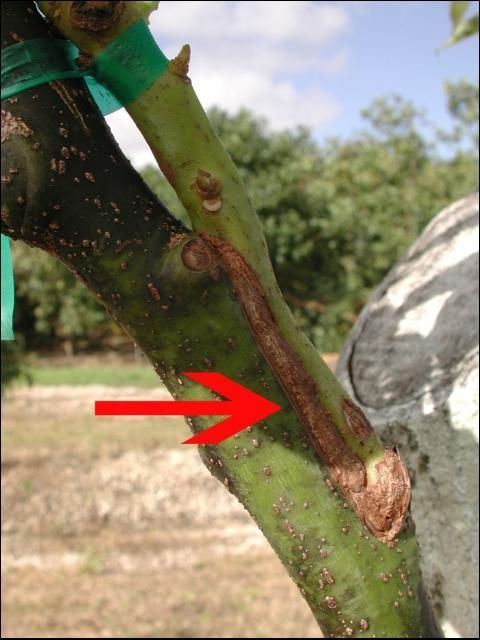 Imagen de acercamiento de una rama de aguacate injertado, mostrando con una flecha roja el injerto lateral ya curado.